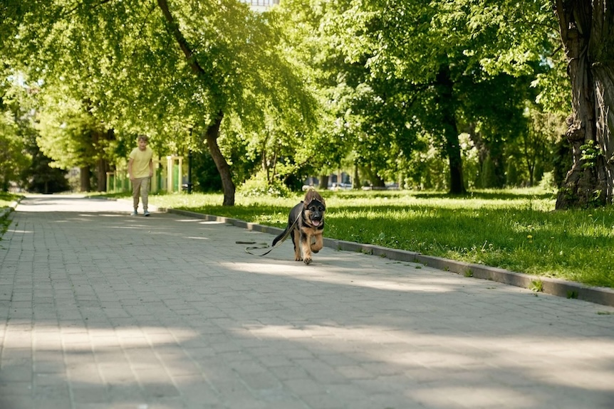 Junger Schhäferhund entkommt und läuft mit Leine weg