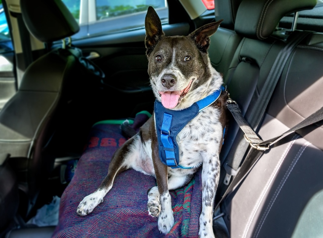 Schwarz-weißer Hund auf der Rückbank im Auto