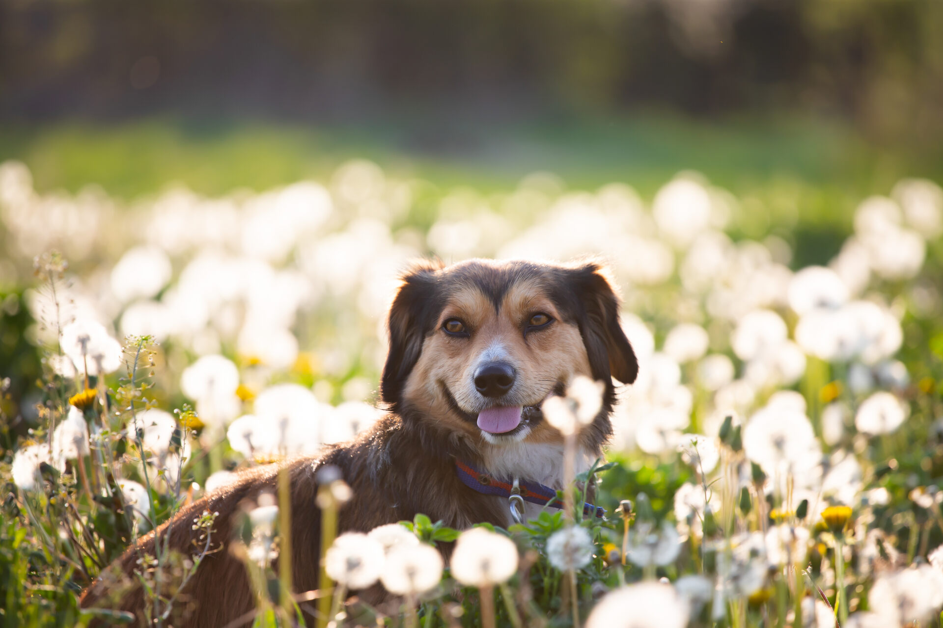 A dog in a field of dandelions