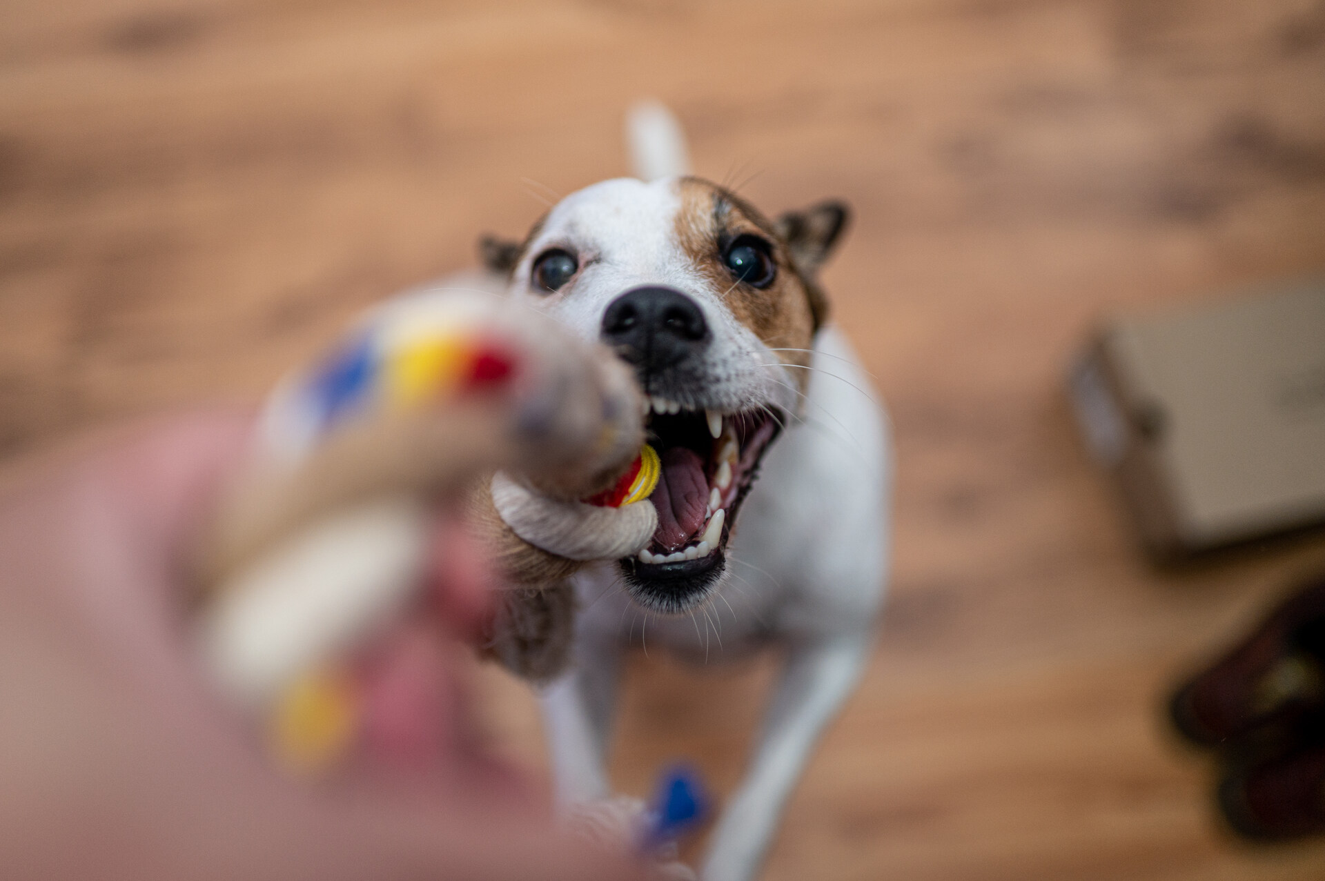 A dog jumping to grab a rope toy