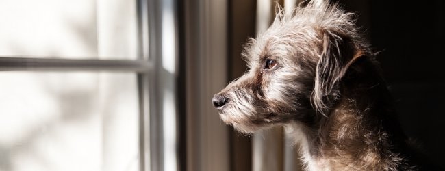 Grauer Hund sieht traurig beim Fenster hinaus