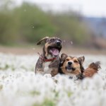 A pair of dogs playing in a dandelion meadow