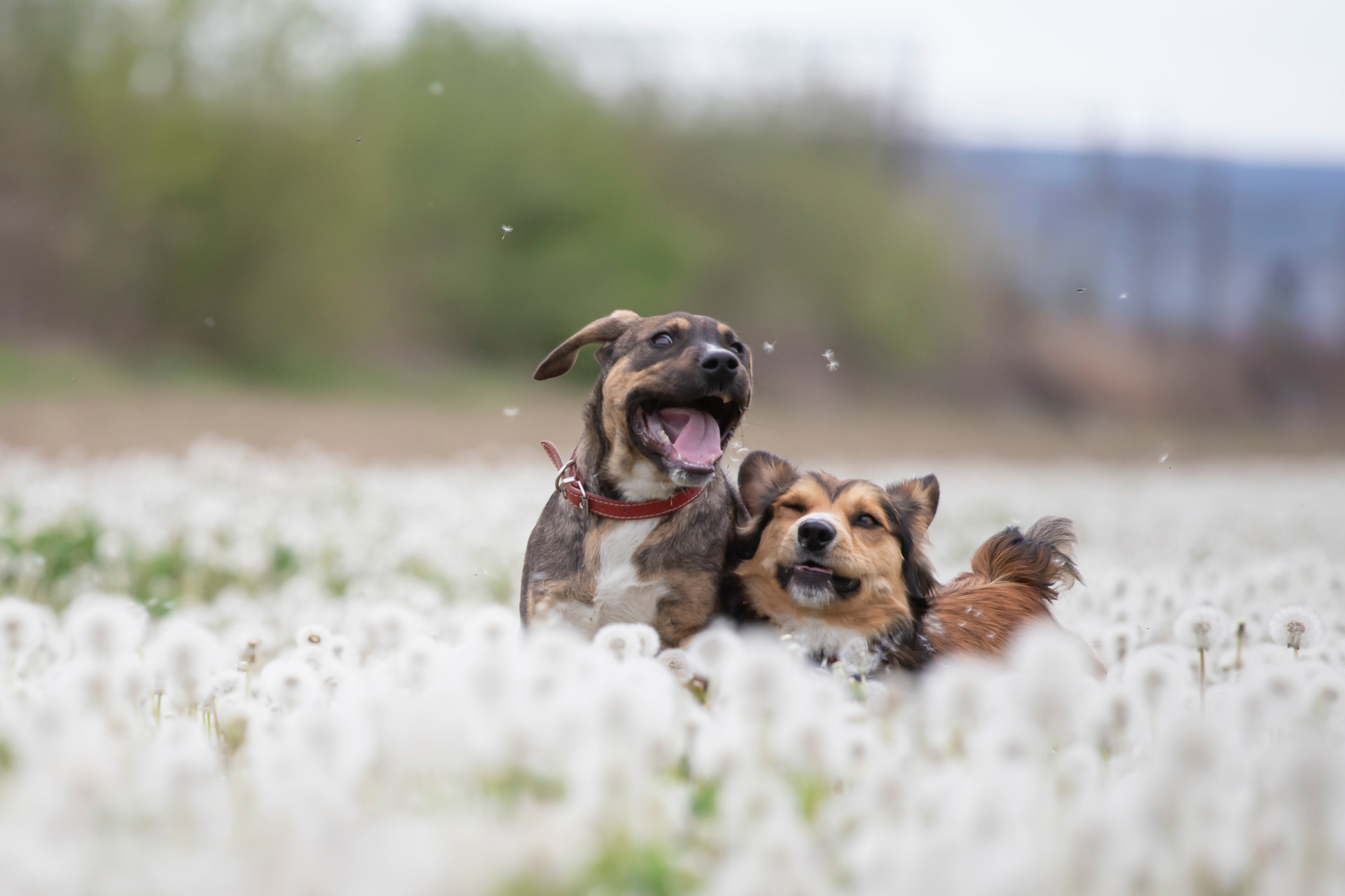 Two dogs playing in a dandelion field