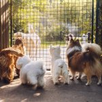 A pack of dogs looking through a fence at a shelter