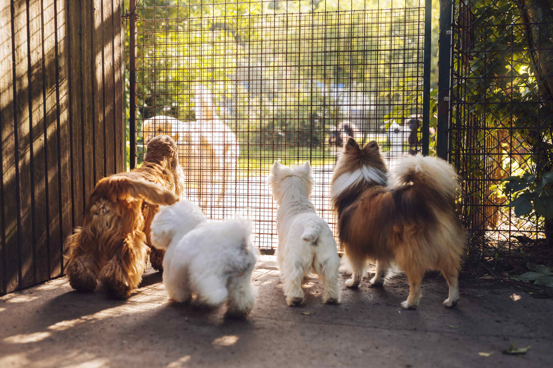 A pack of dogs looking through a fence at a shelter