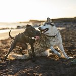 Two dogs playing on a beach