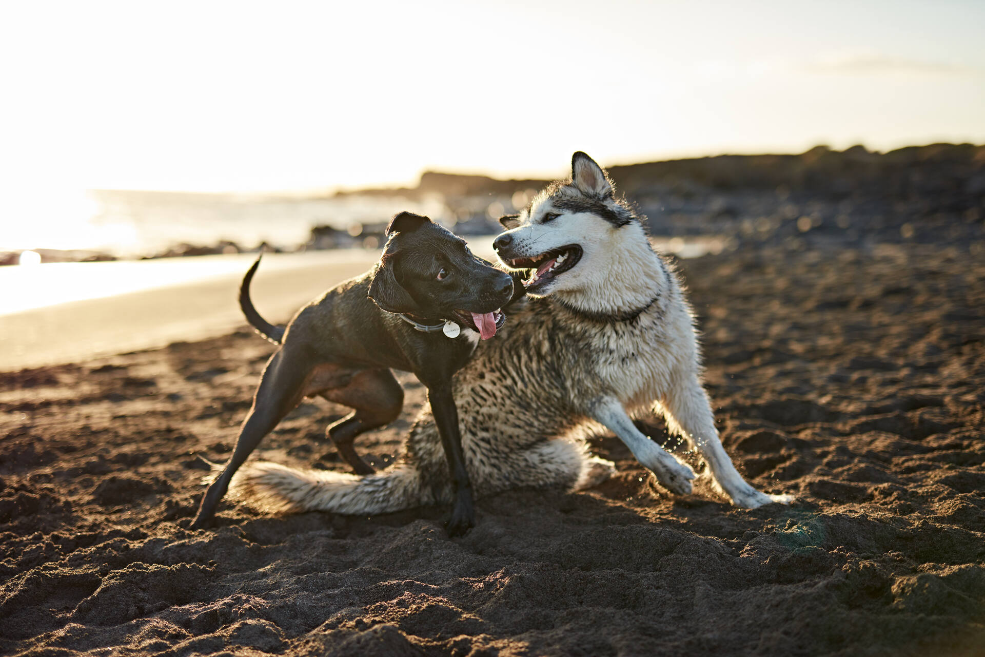 Two dogs play fighting by a beach