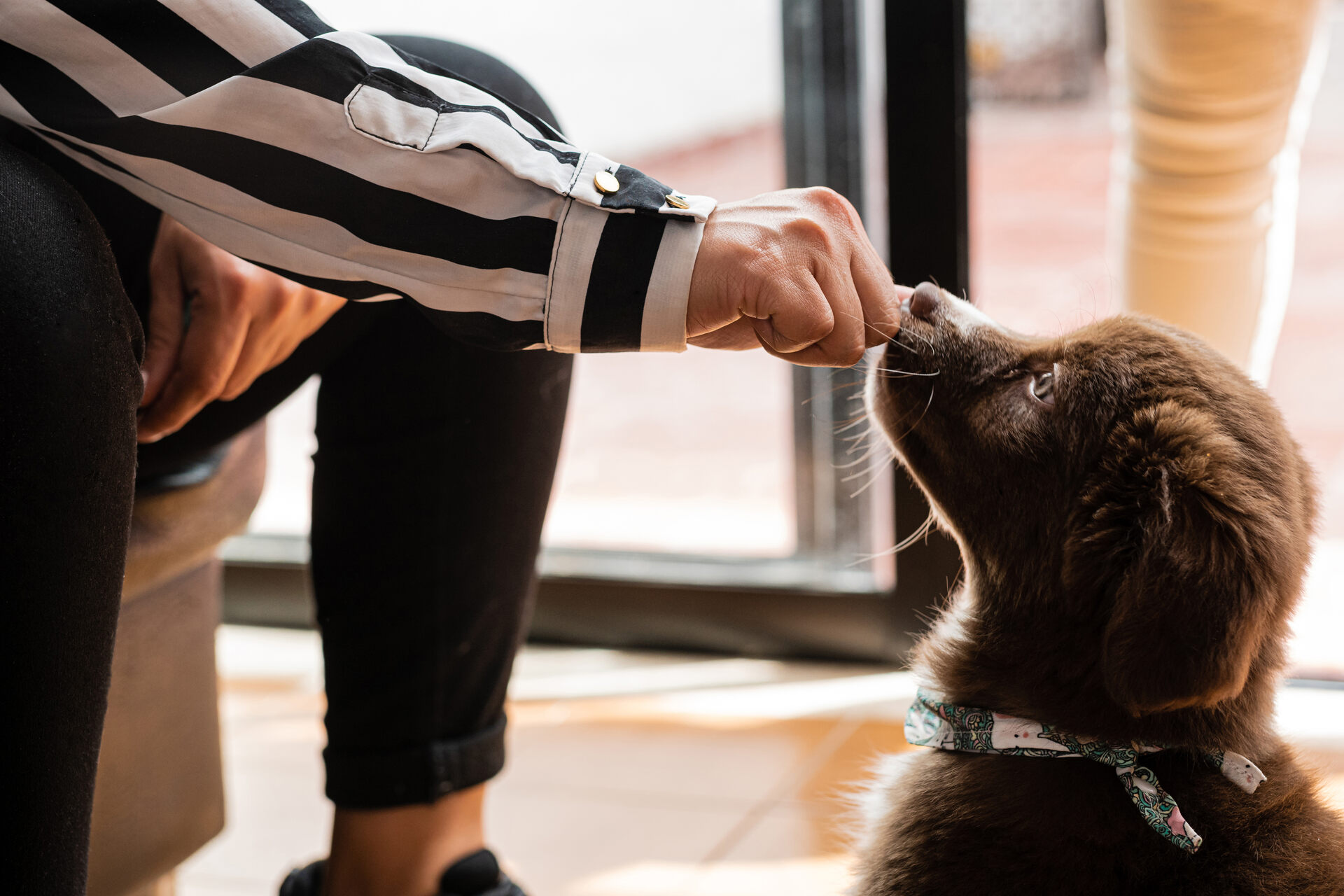 A man feeding a puppy a treat indoors