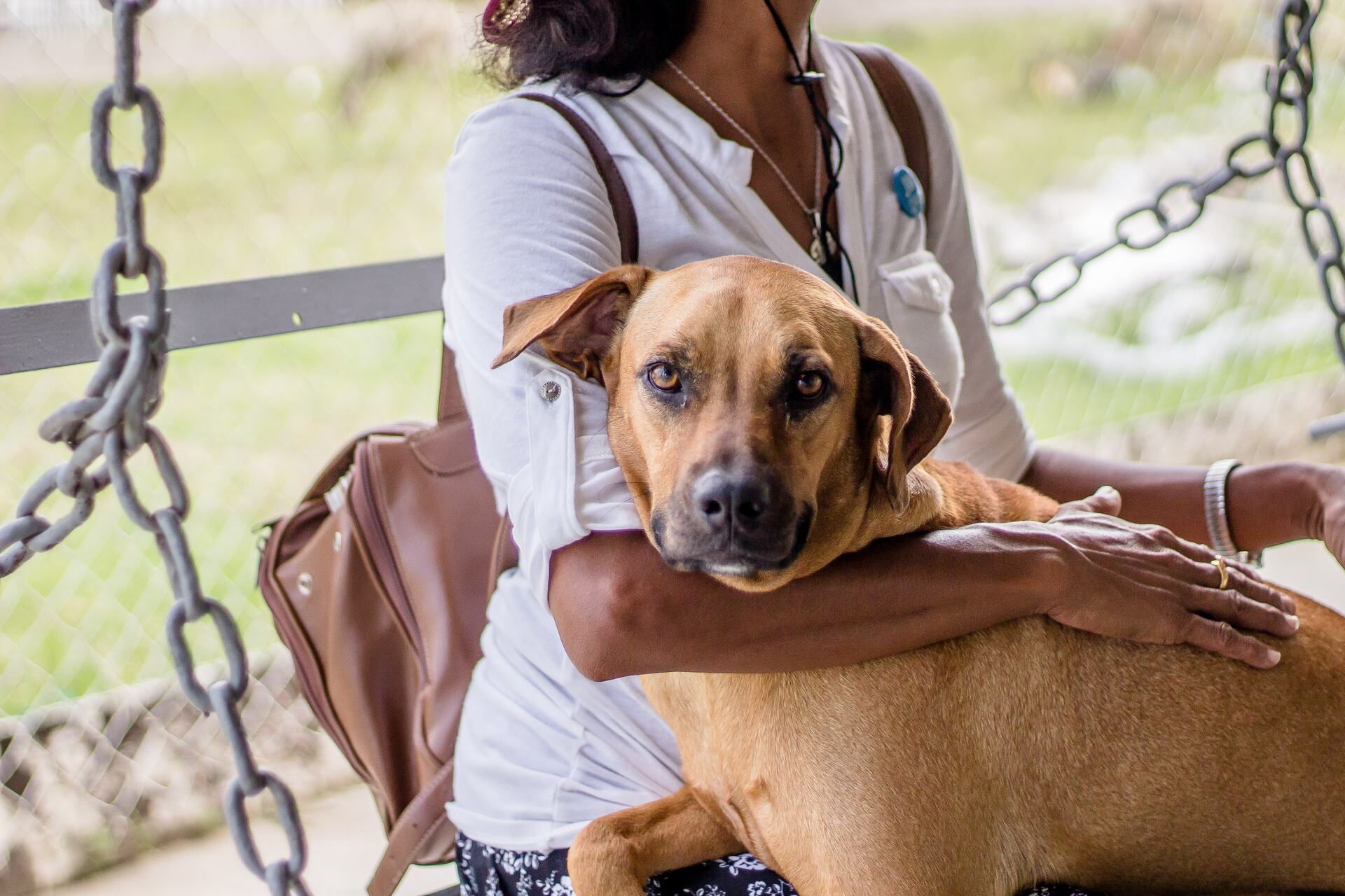 A woman holding a shelter dog