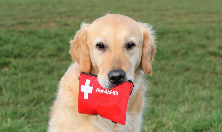 A dog holding a red first aid kit in their mouth