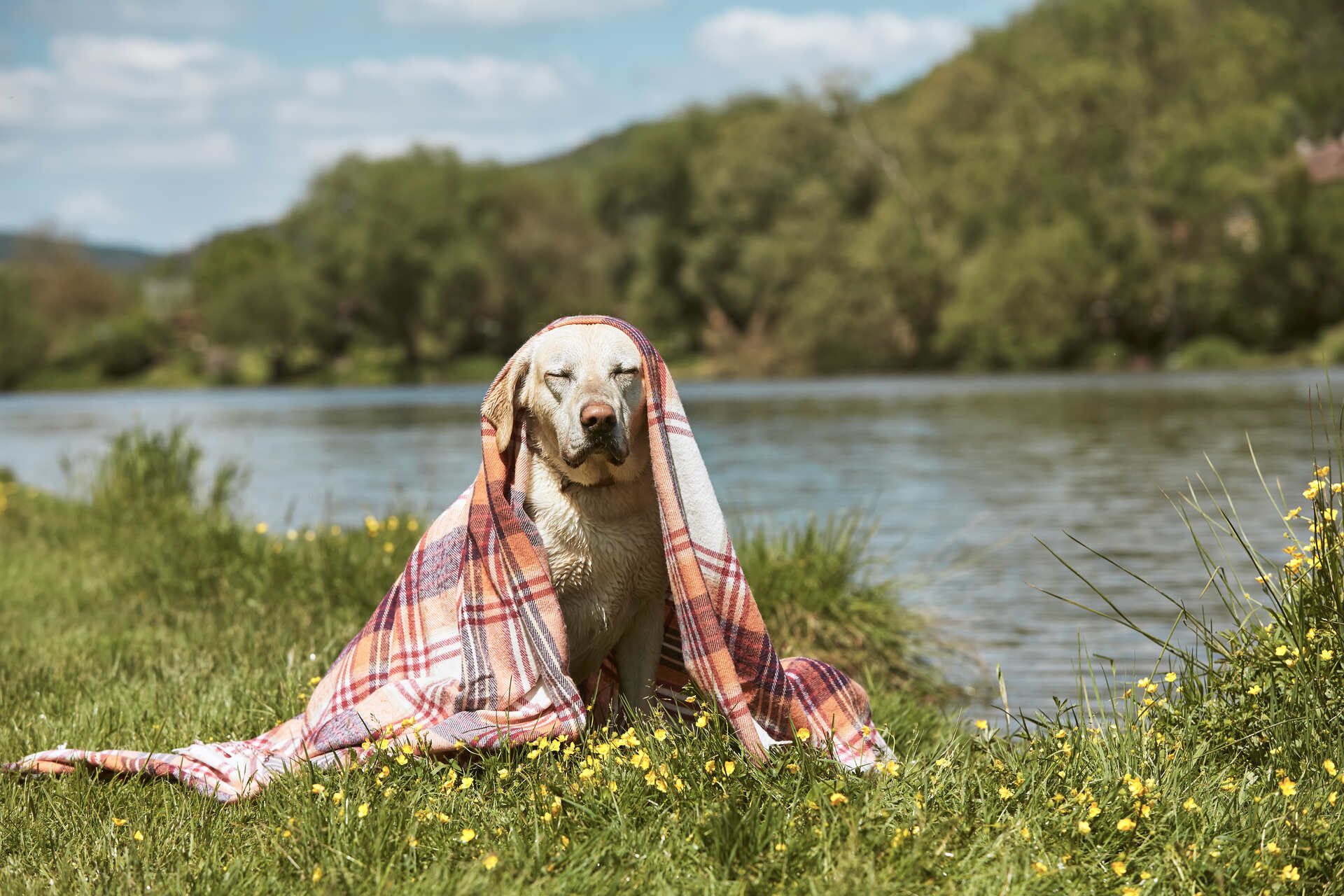 A dog cooling down under a blanket on a sunny day