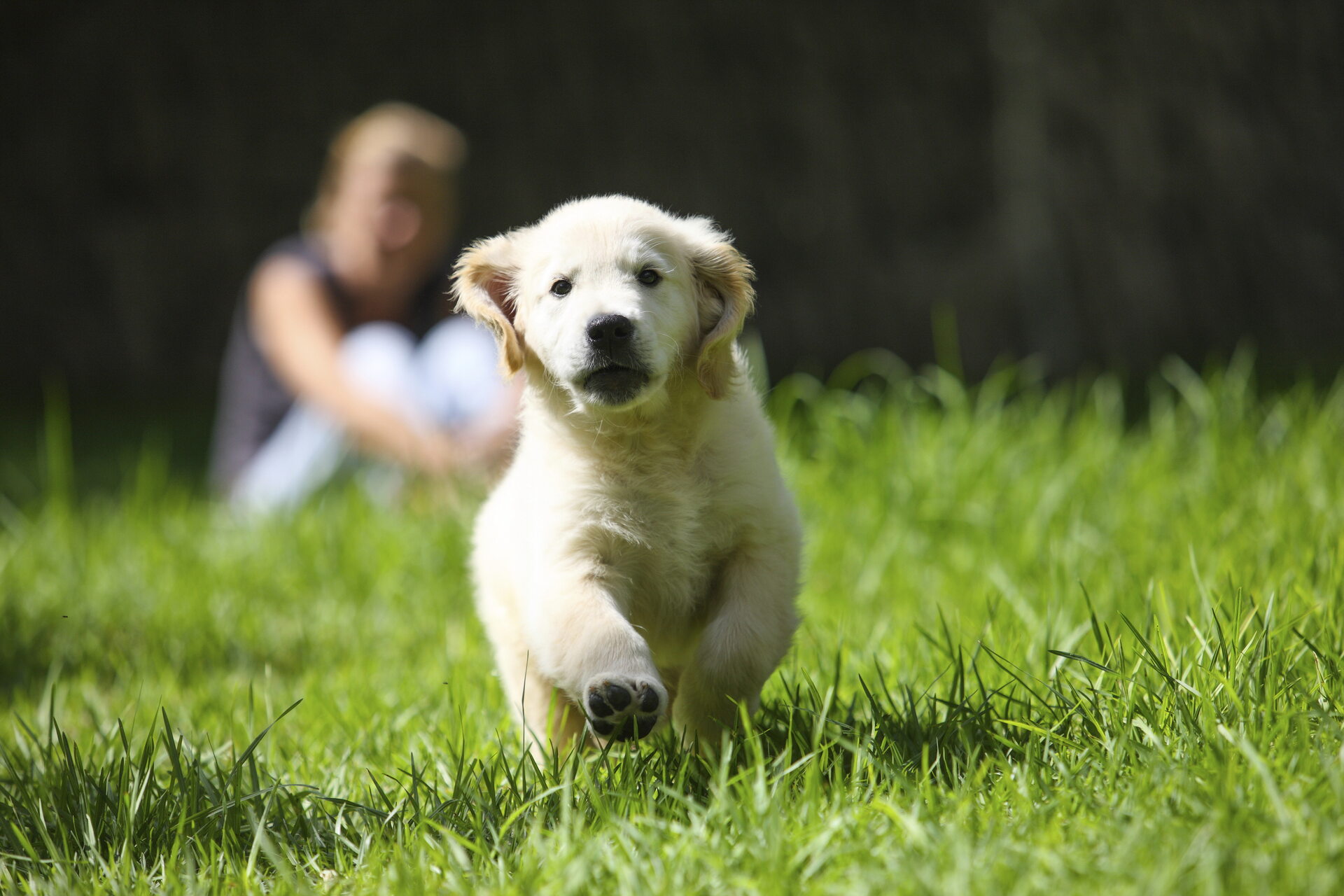 A puppy running away while on a toilet break