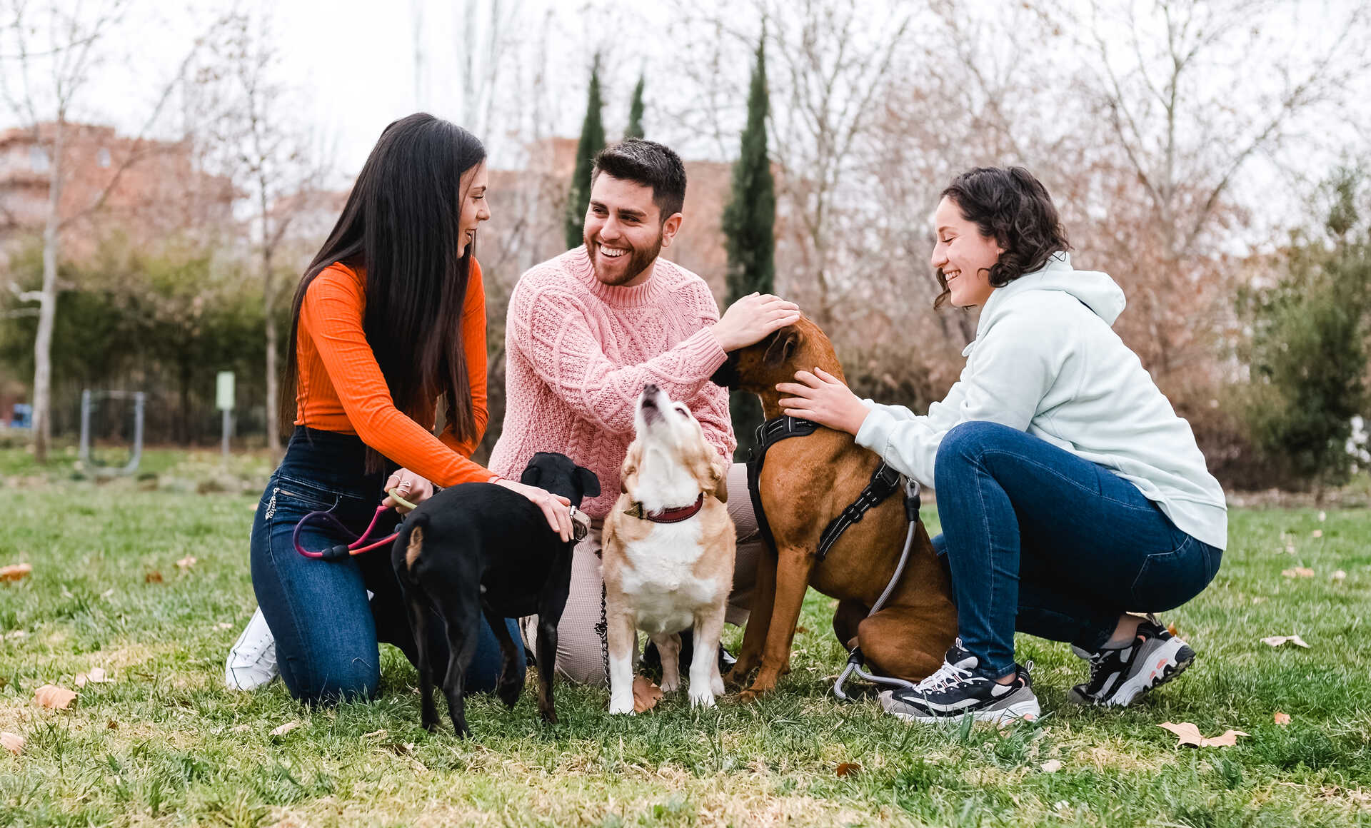 A group of friends walking their dogs together