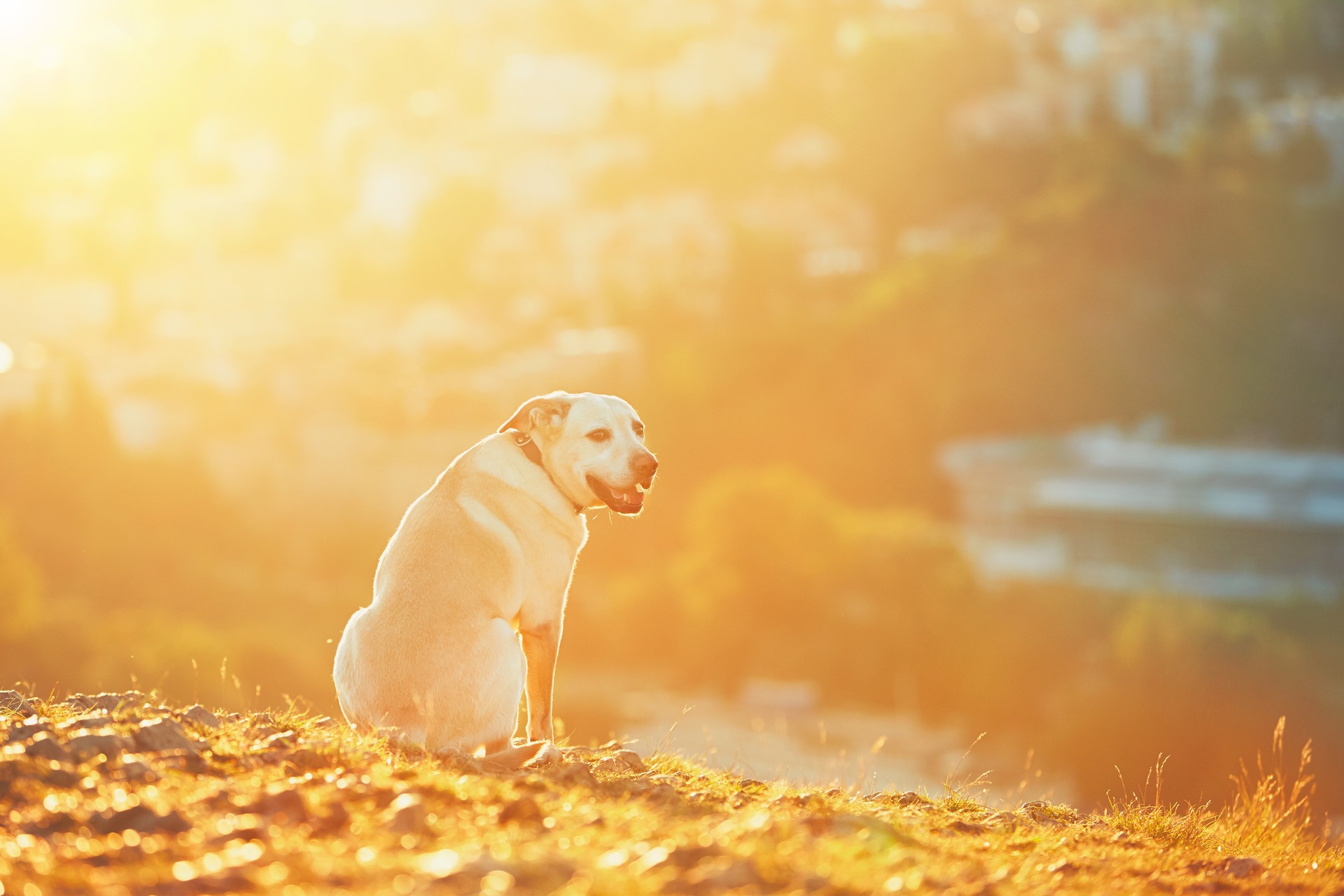 A dog sitting outdoors on a sunny day