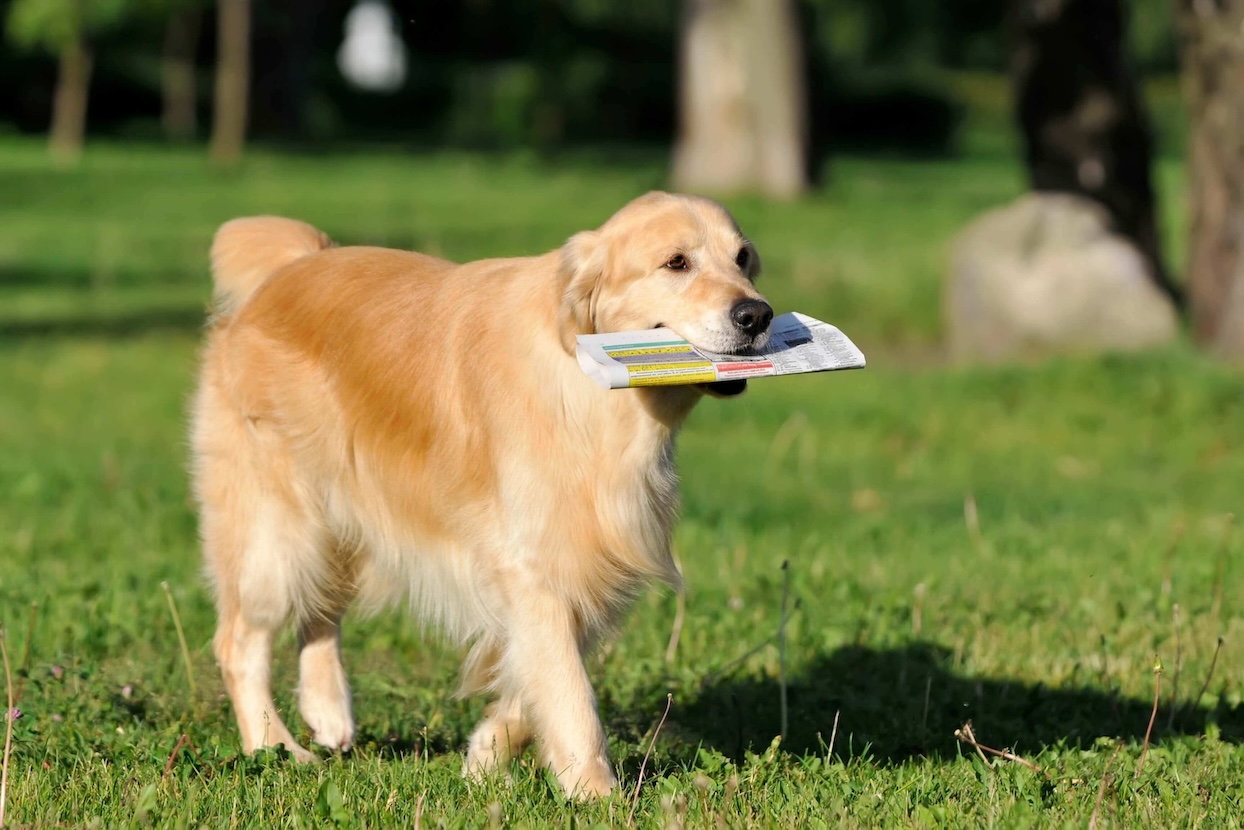 Golden Retriever bringt Zeitung