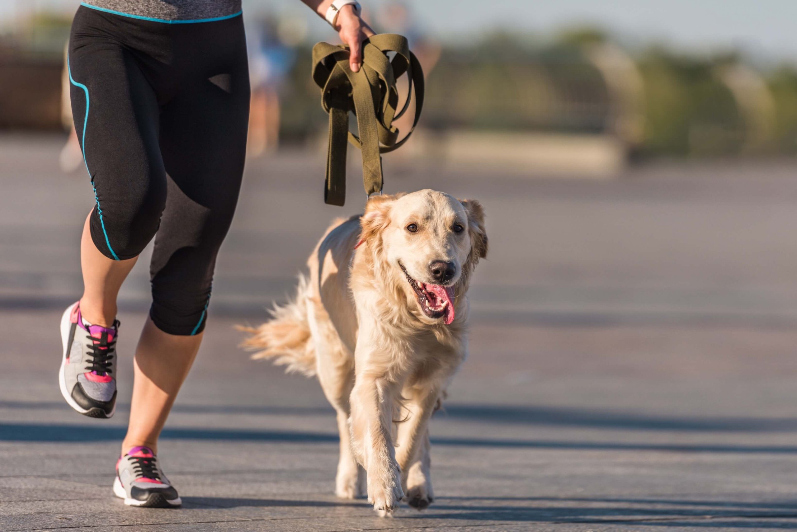 Frau joggt mit Golden Retriever an der Leine