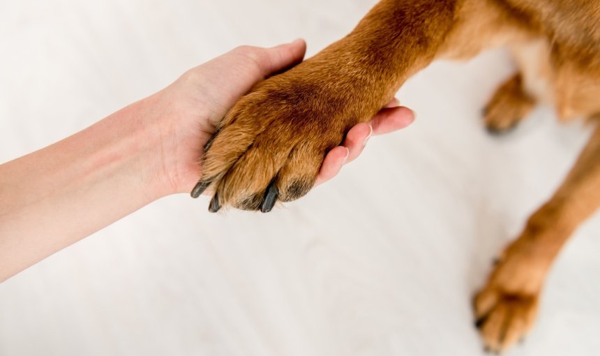 Person hält Hundepfpote in der Hand