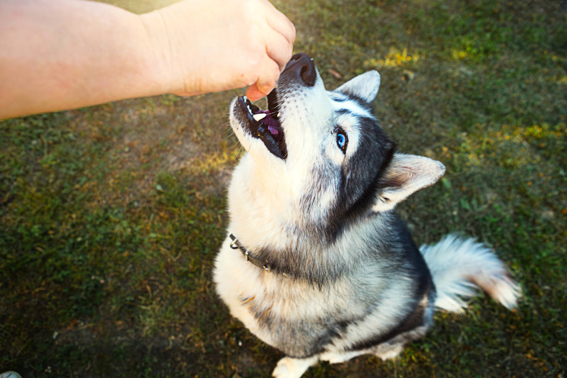 A man offering a treat to a dog