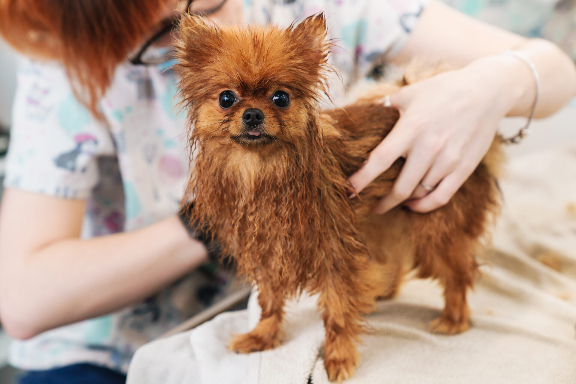 A dog at a grooming parlor