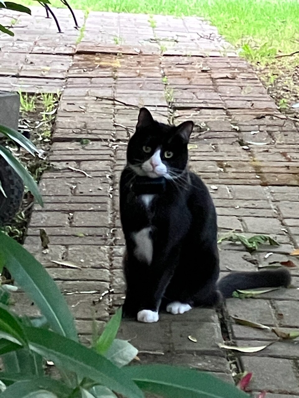 Lincoln the cat wearing his Tractive GPS