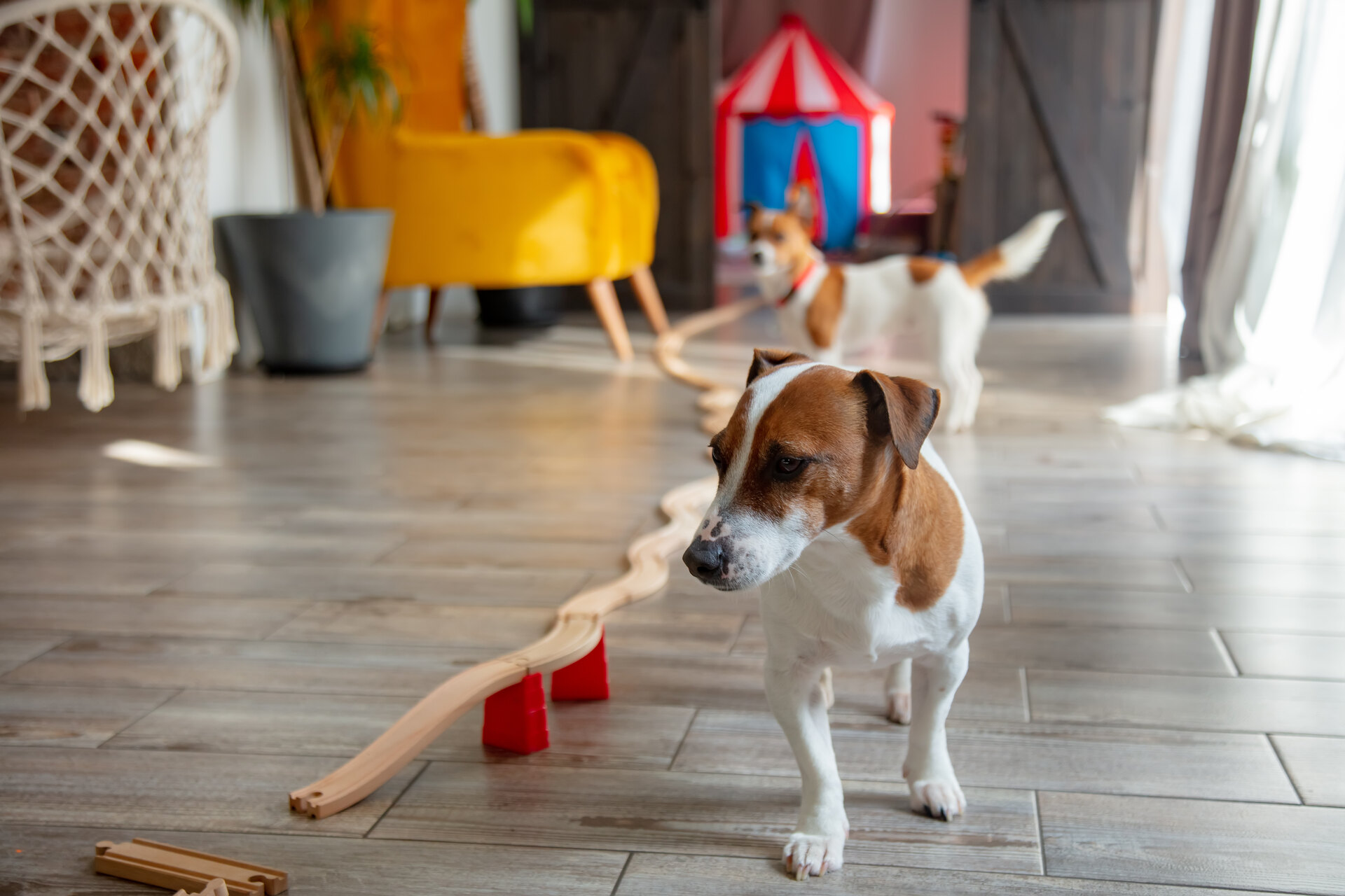 A pair of dogs playing with an indoor obstacle course