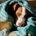 A dog sleeping wrapped up in a blanket