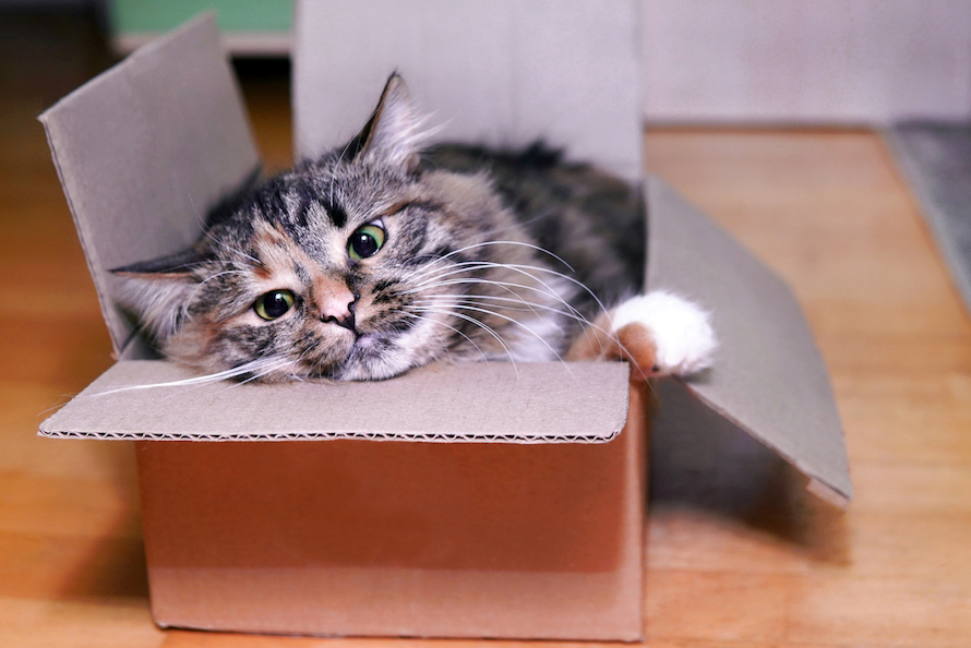 Langhaarkatze liegt in einem Karton und sieht raus