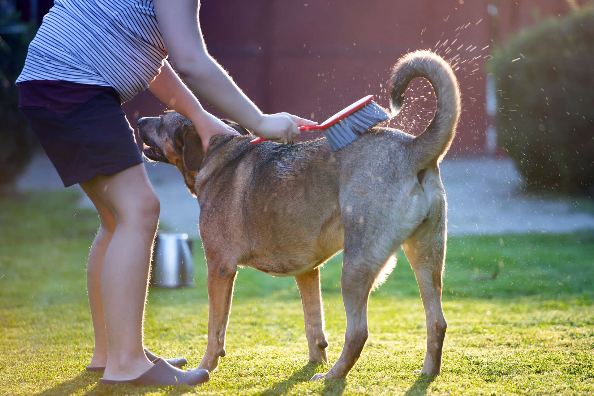 A boy washing his dog outdoors