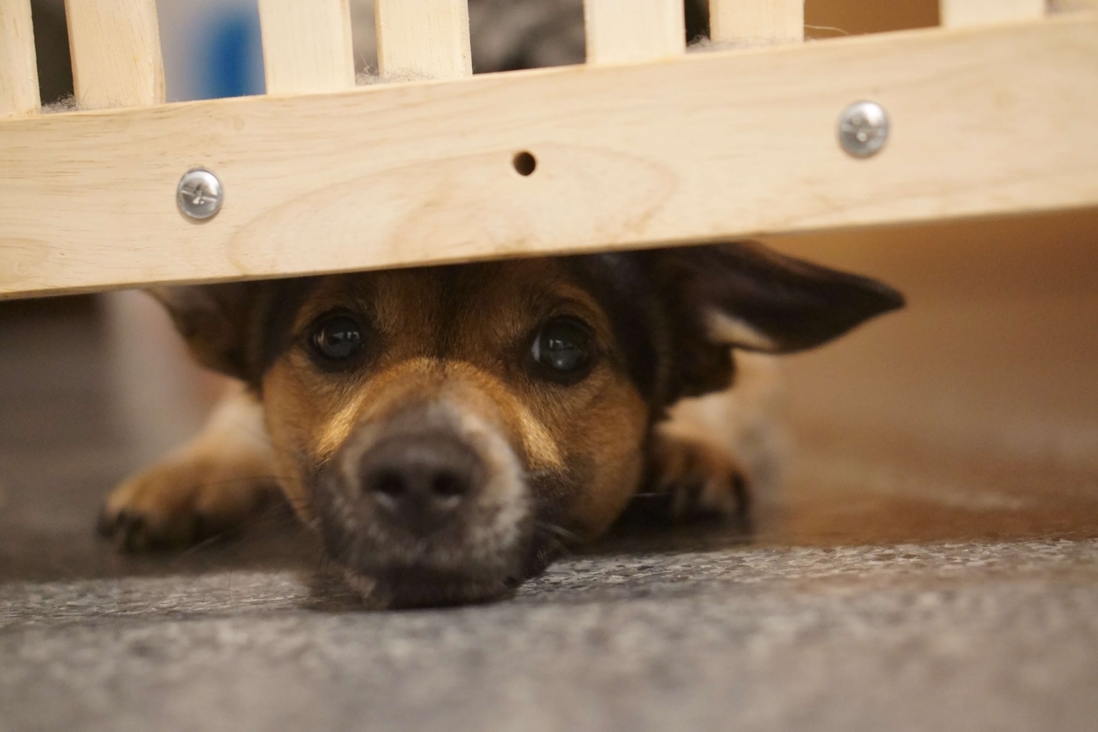 Kleiner Terrier sieht unter einer Absperrung hindurch