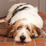 A dog sleeping on a brick floor