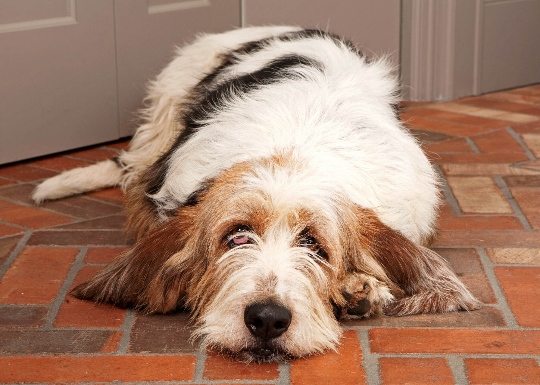 A dog sleeping on a brick floor