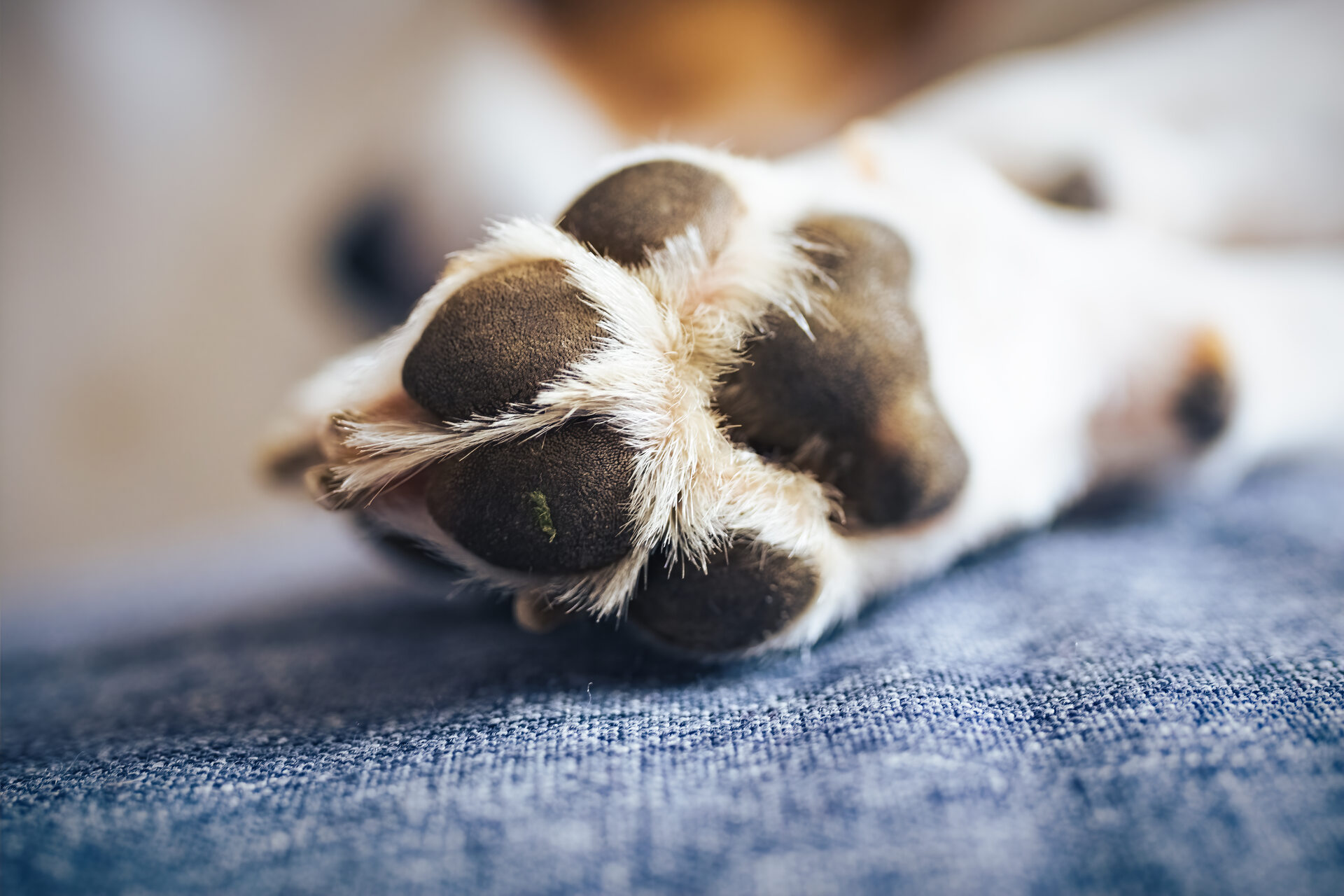 A closeup shot of a dog's paw