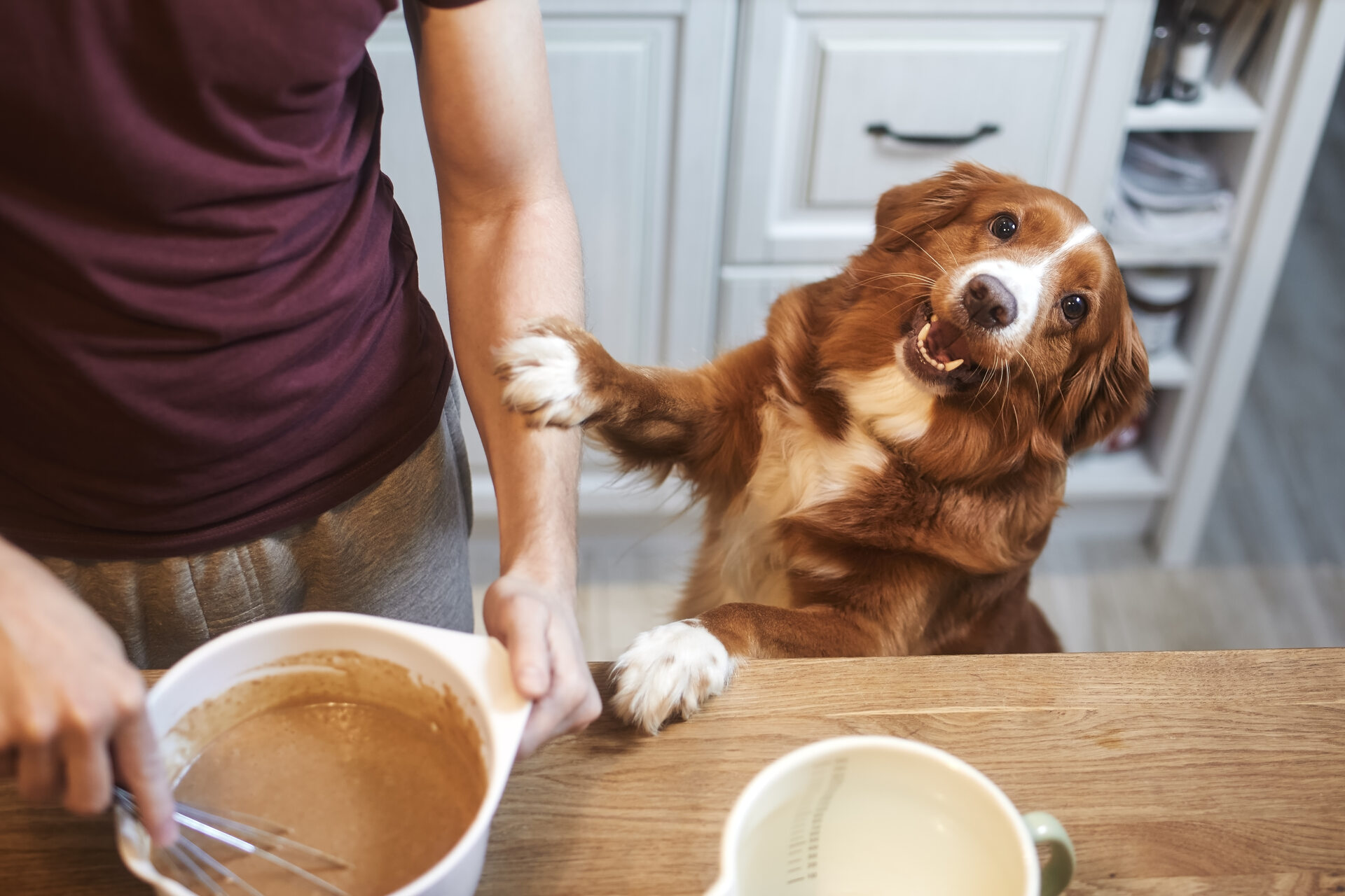 A dog begging for food as a man bakes a cake