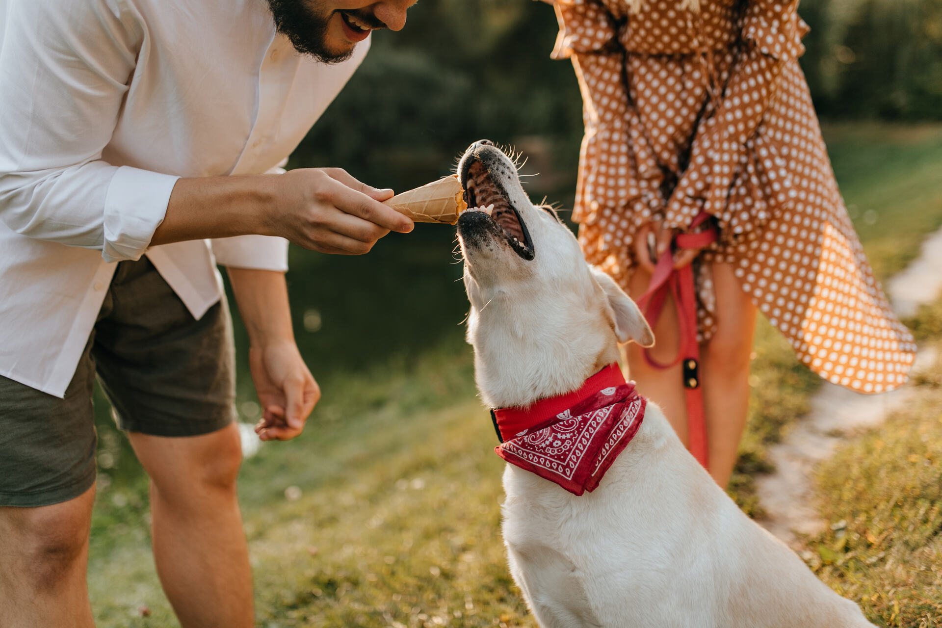 A man feeding ice cream to a dog outdoors