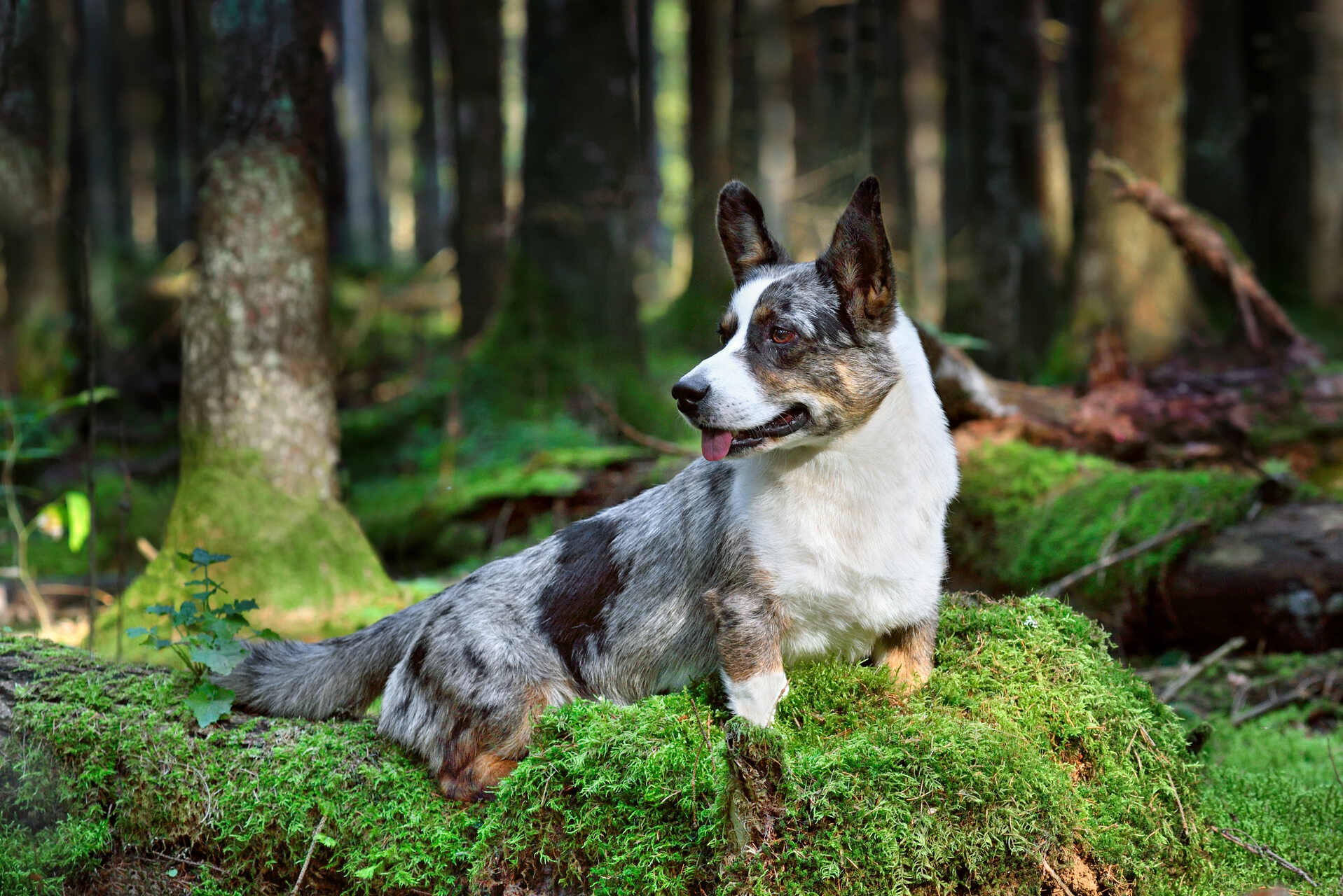 A Cardigan Welsh Corgi in the woods