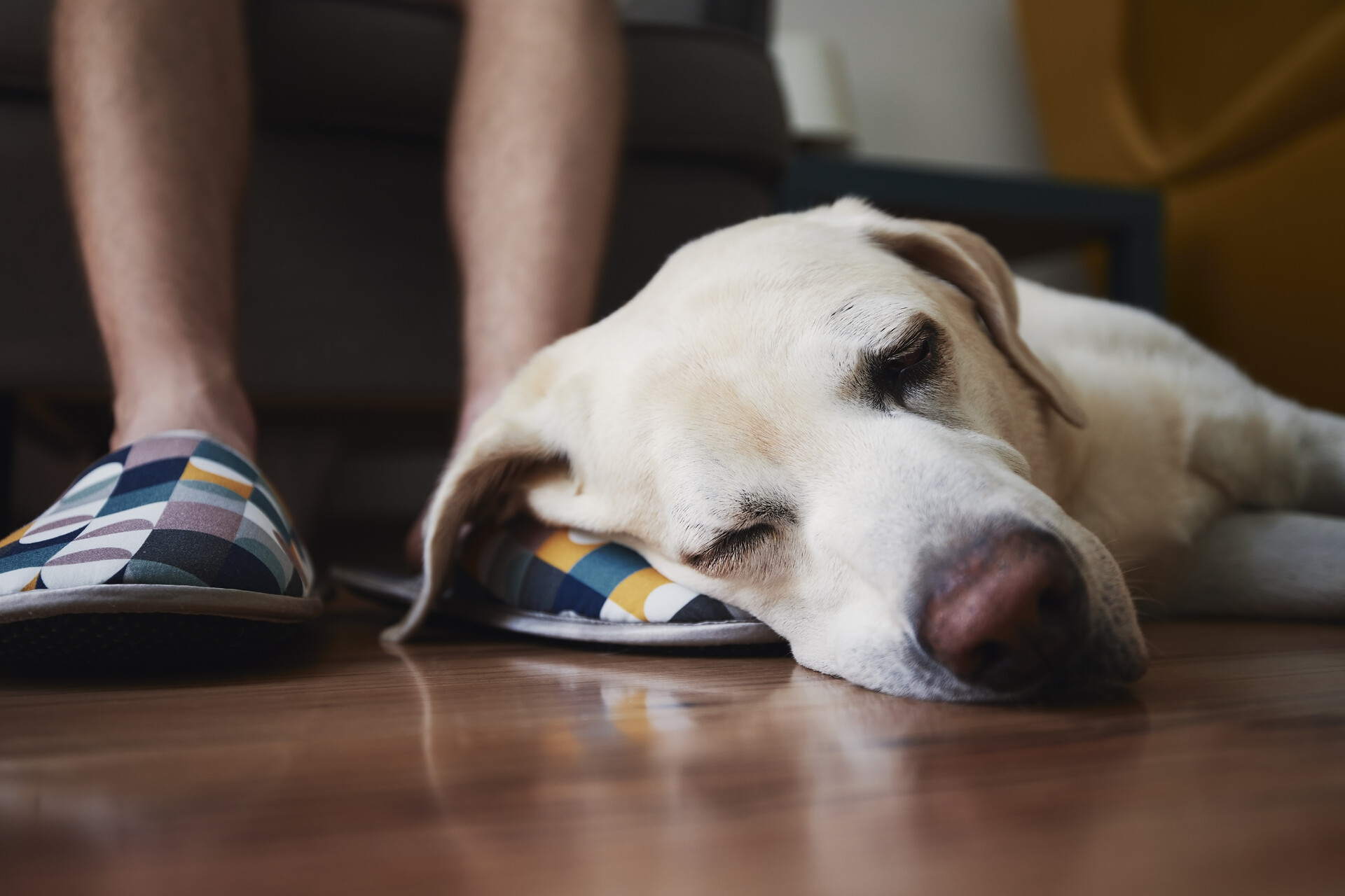 A dog sleeping on the floor