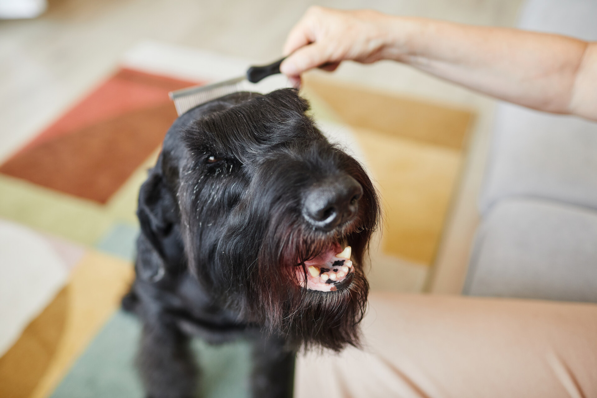 A woman combing her dog's hair with a brush