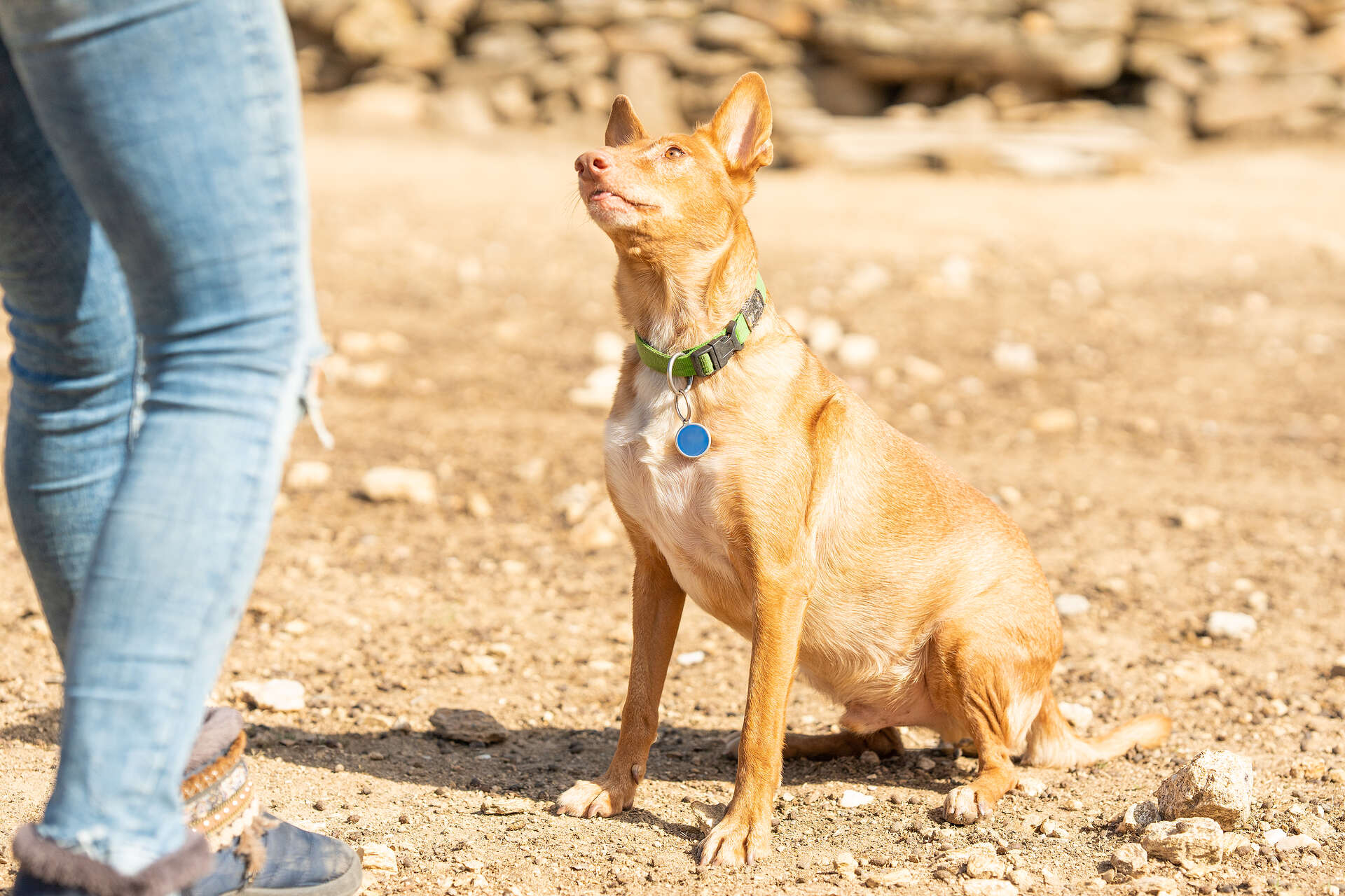 A dog learning the "Sit" command outdoors