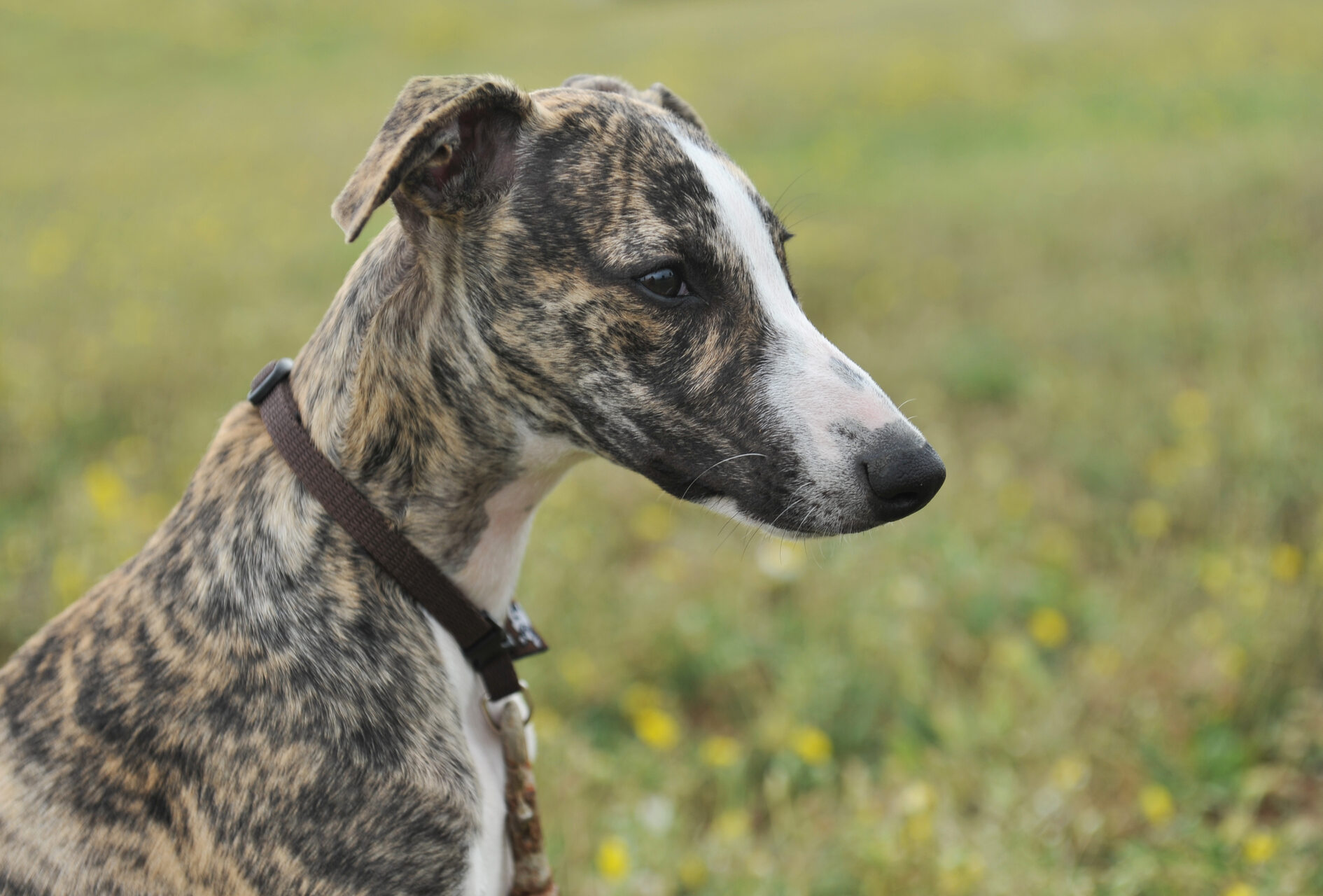 A Whippet puppy sitting in a garden