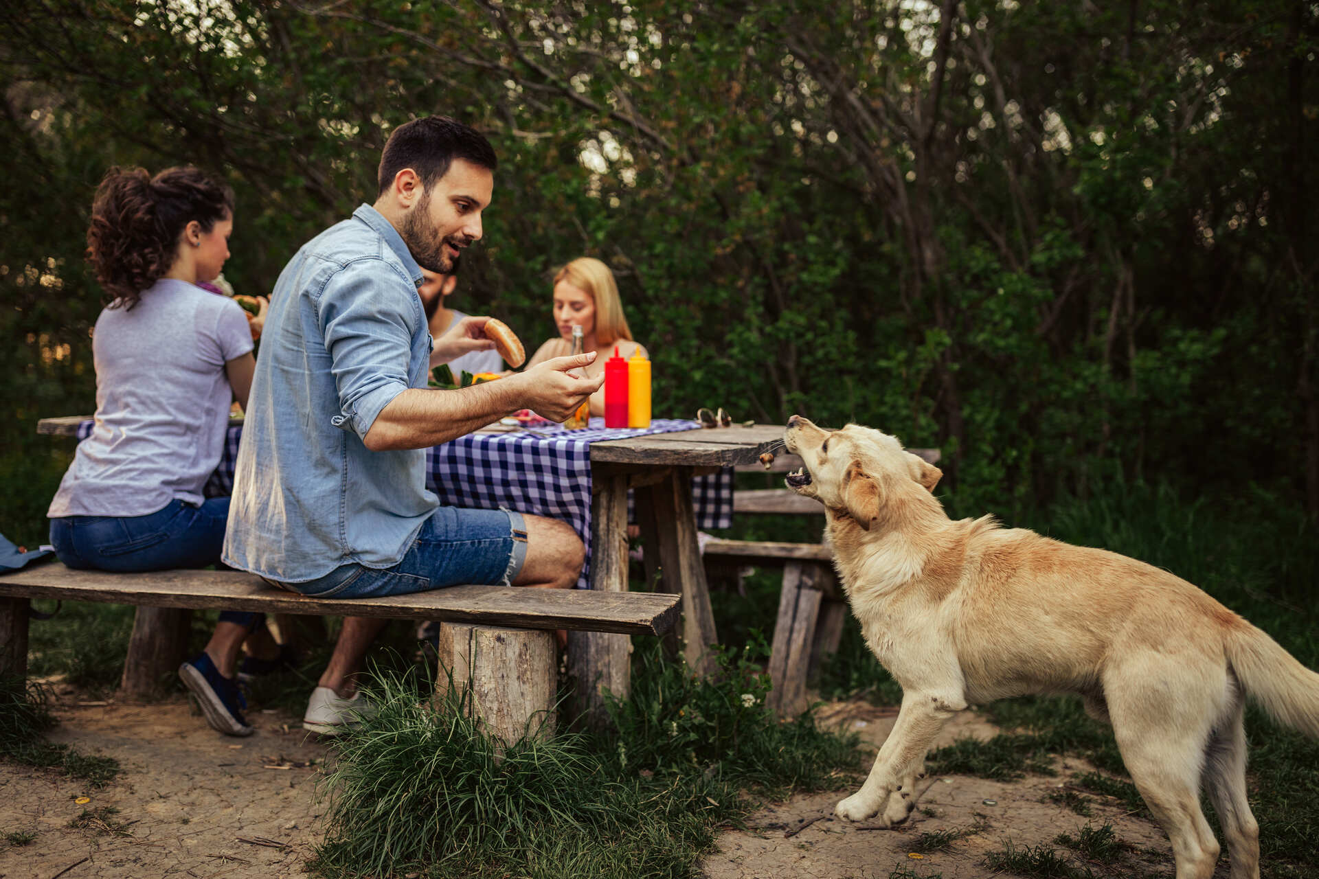 A dog begging for food at a picnic