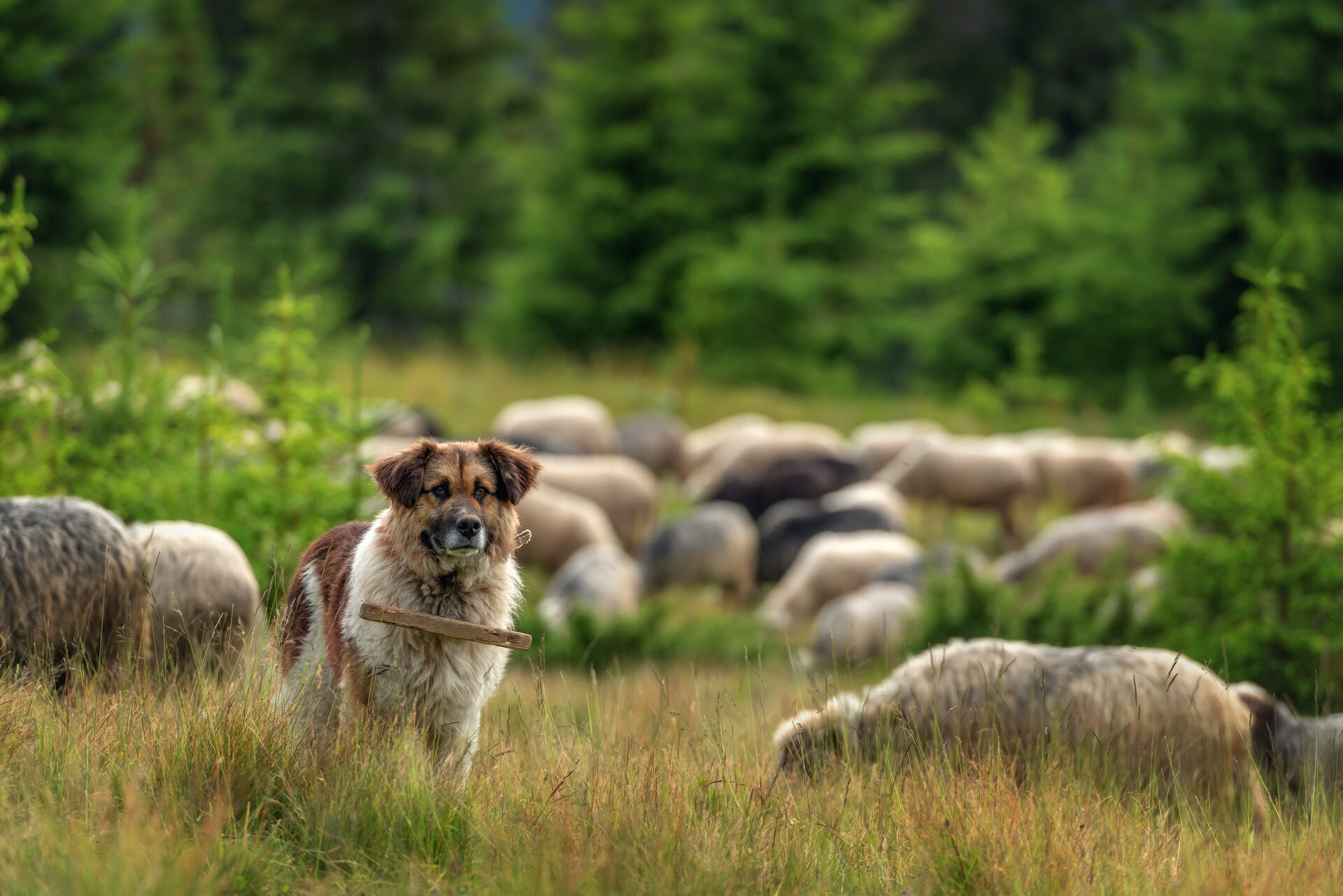 A dog guarding a herd of sheep 