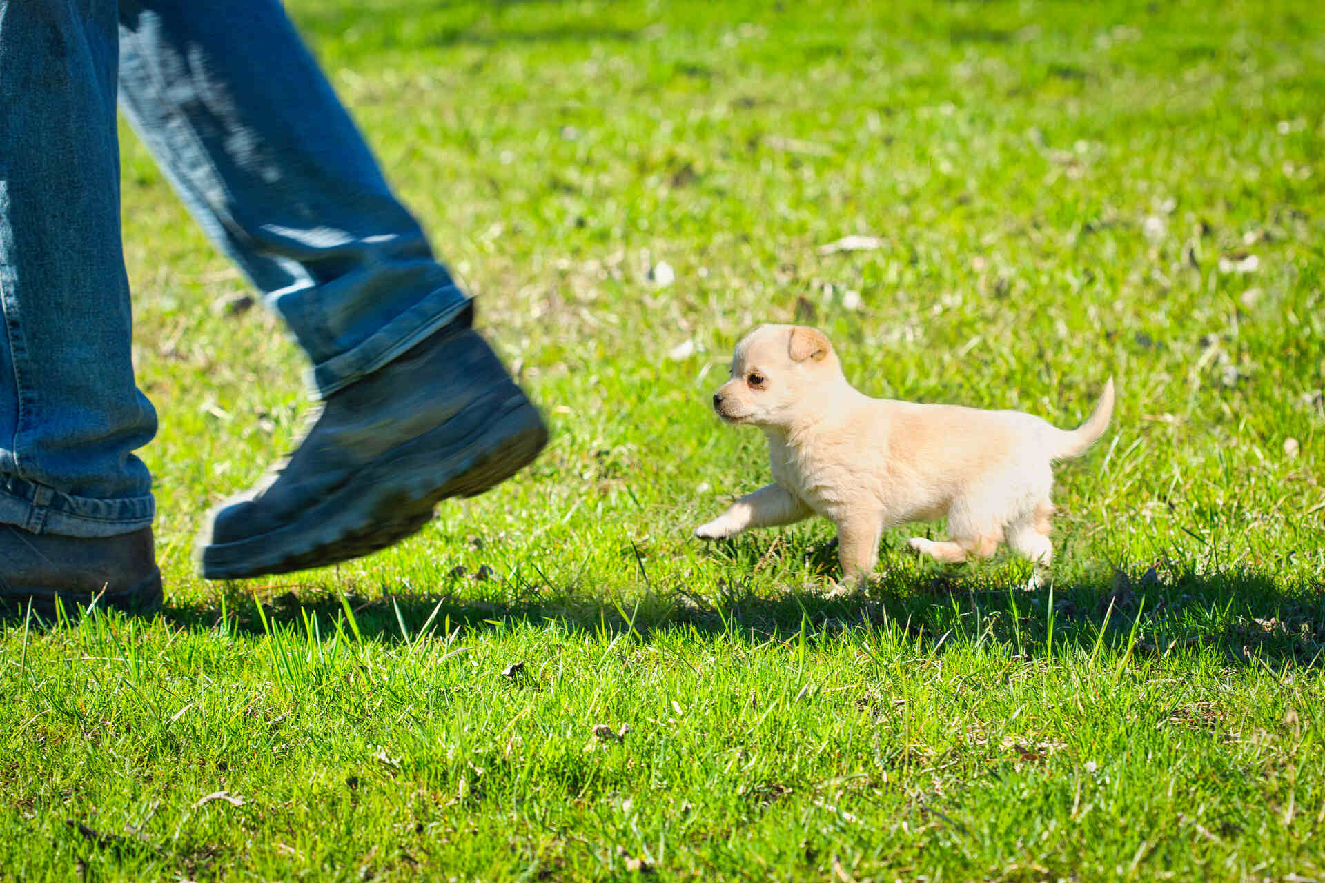 A puppy at a dog park