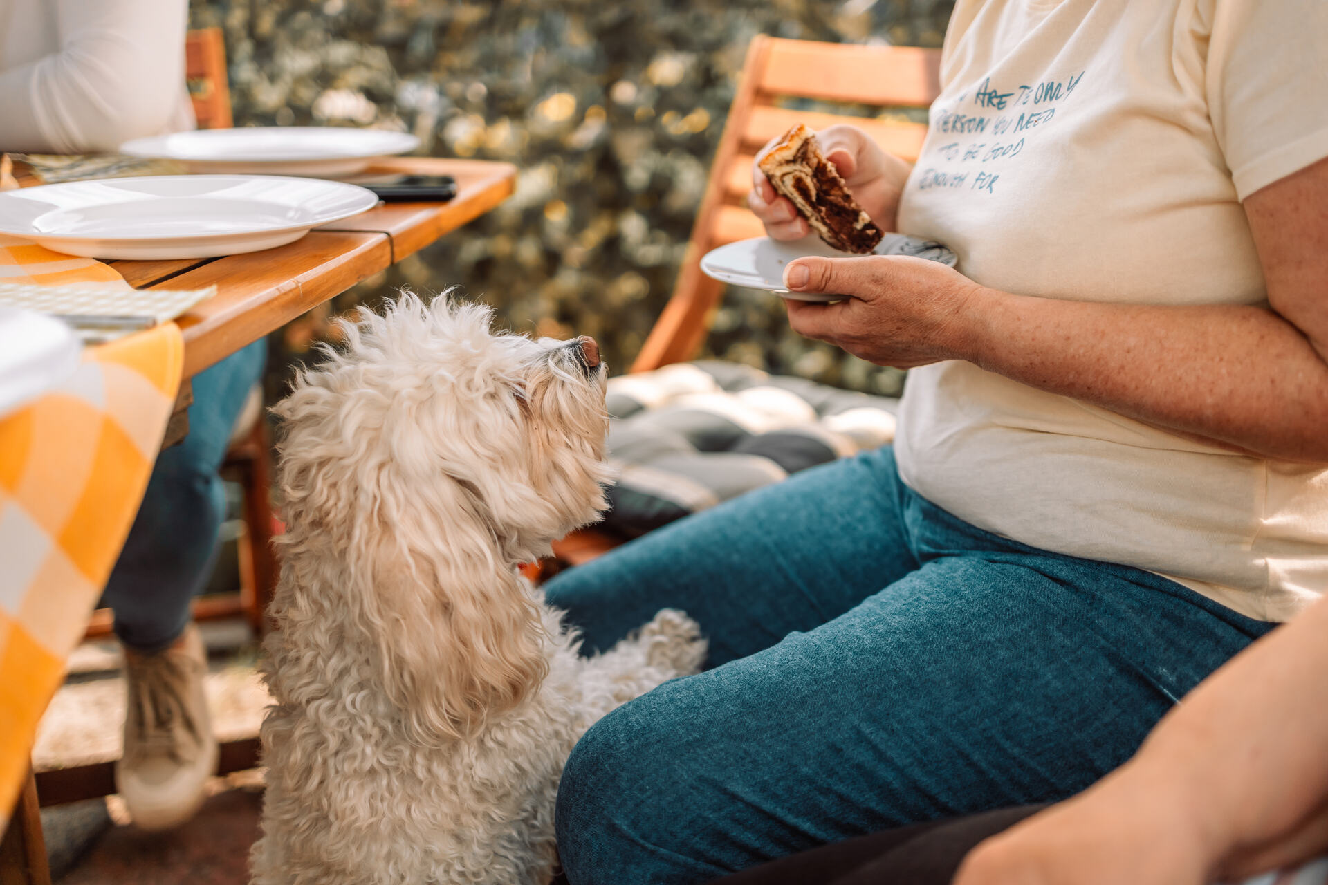 A dog begging for food at a cafe