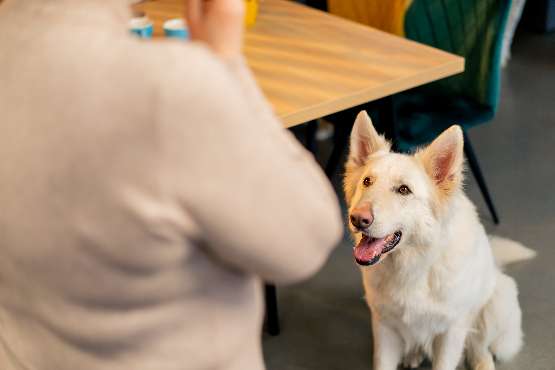 A woman teaching a dog the "Stay" command