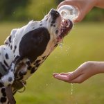 A dog drinking water from a plastic bottle