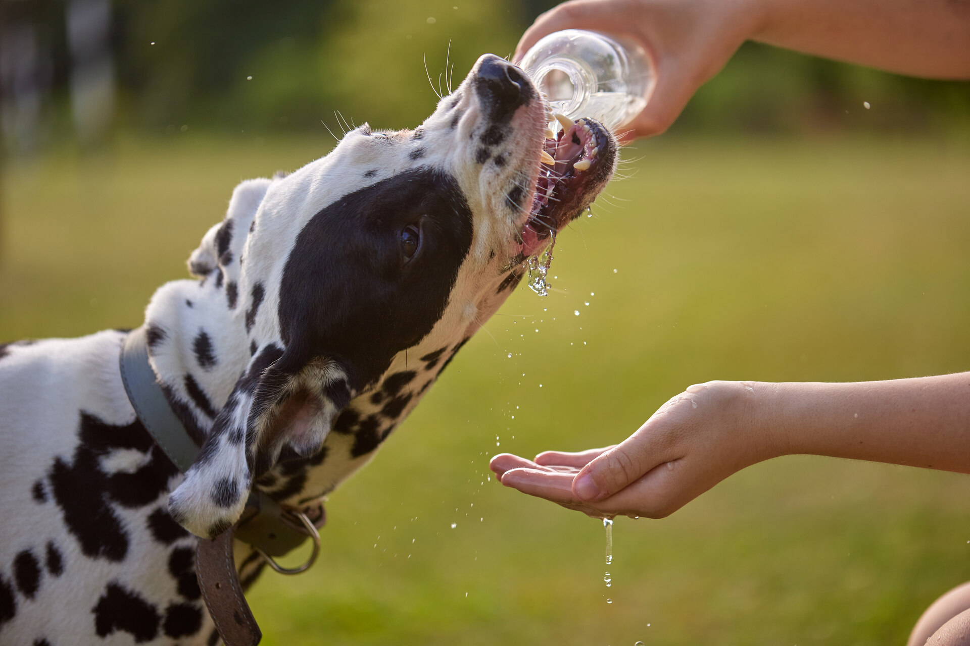 A dog drinking water from a bottle