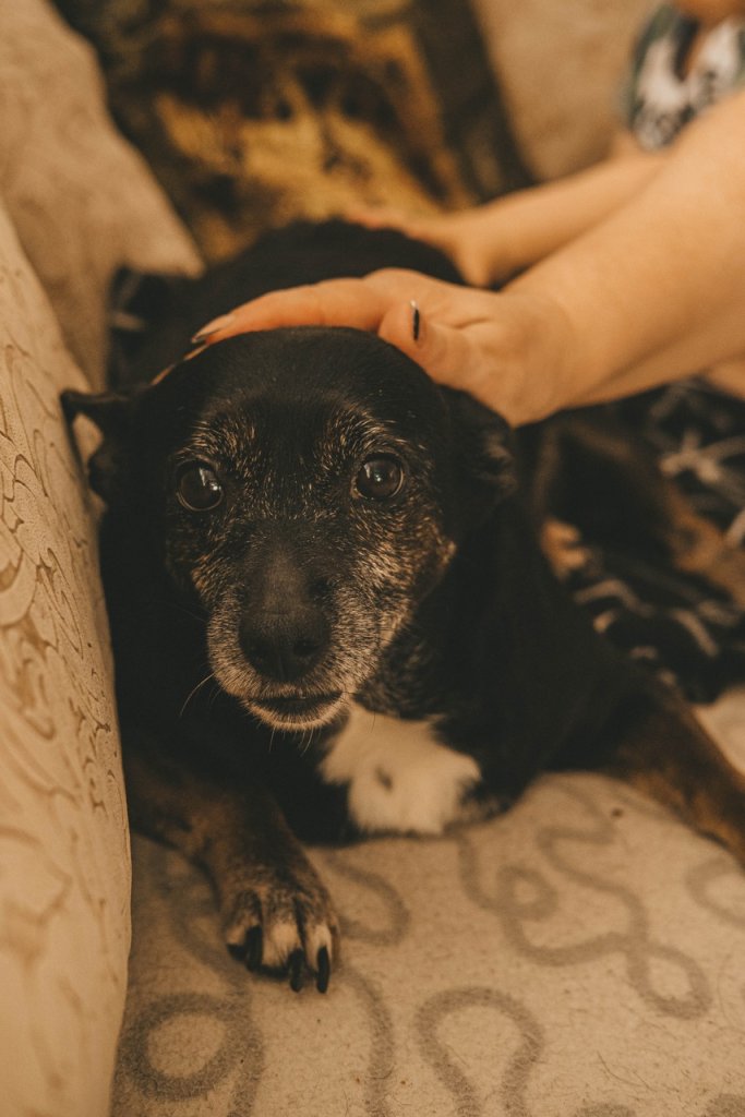 A senior dog sitting on a couch