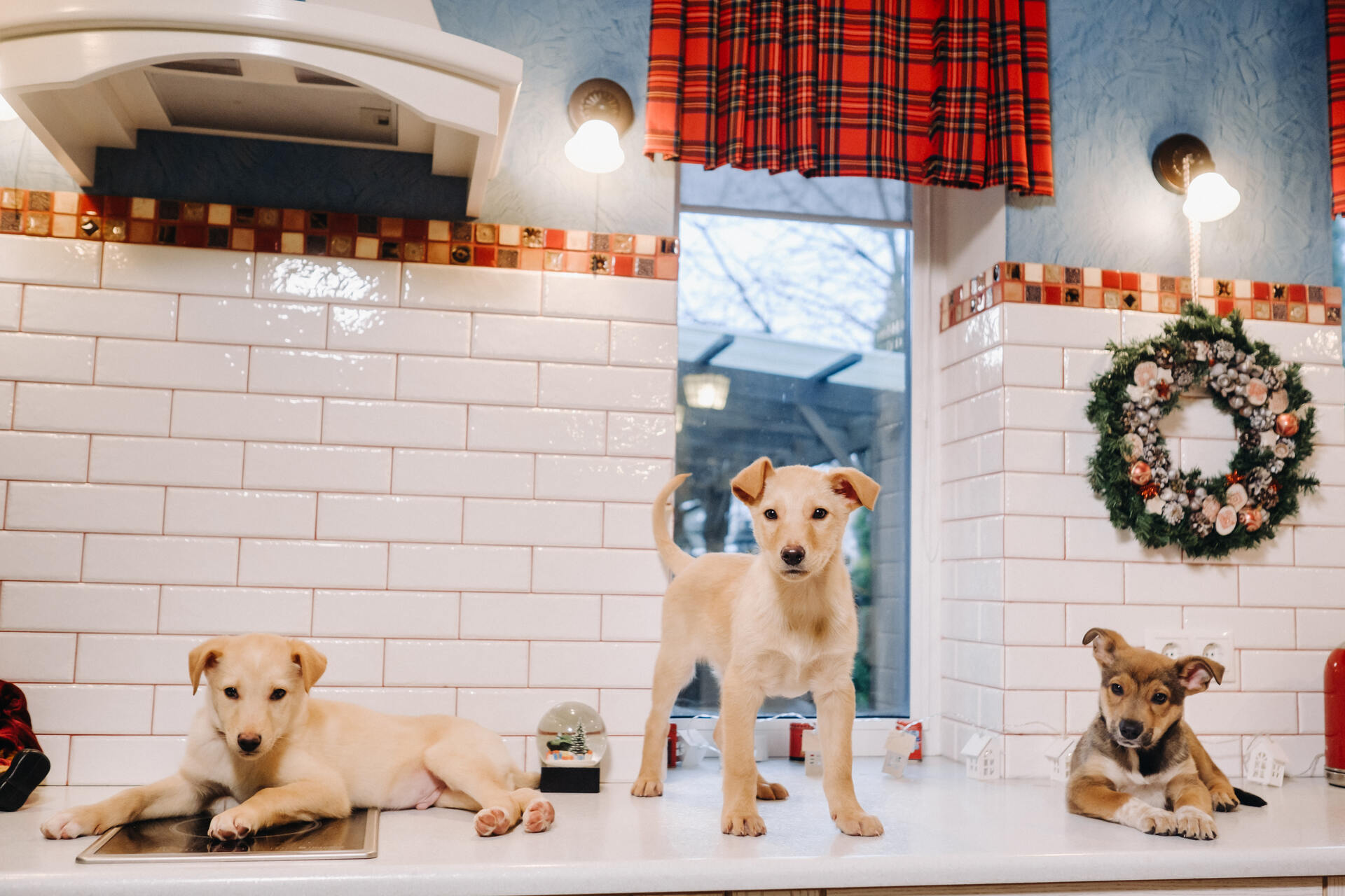 Three puppies in an apartment