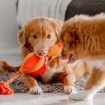 Two puppies playing indoors