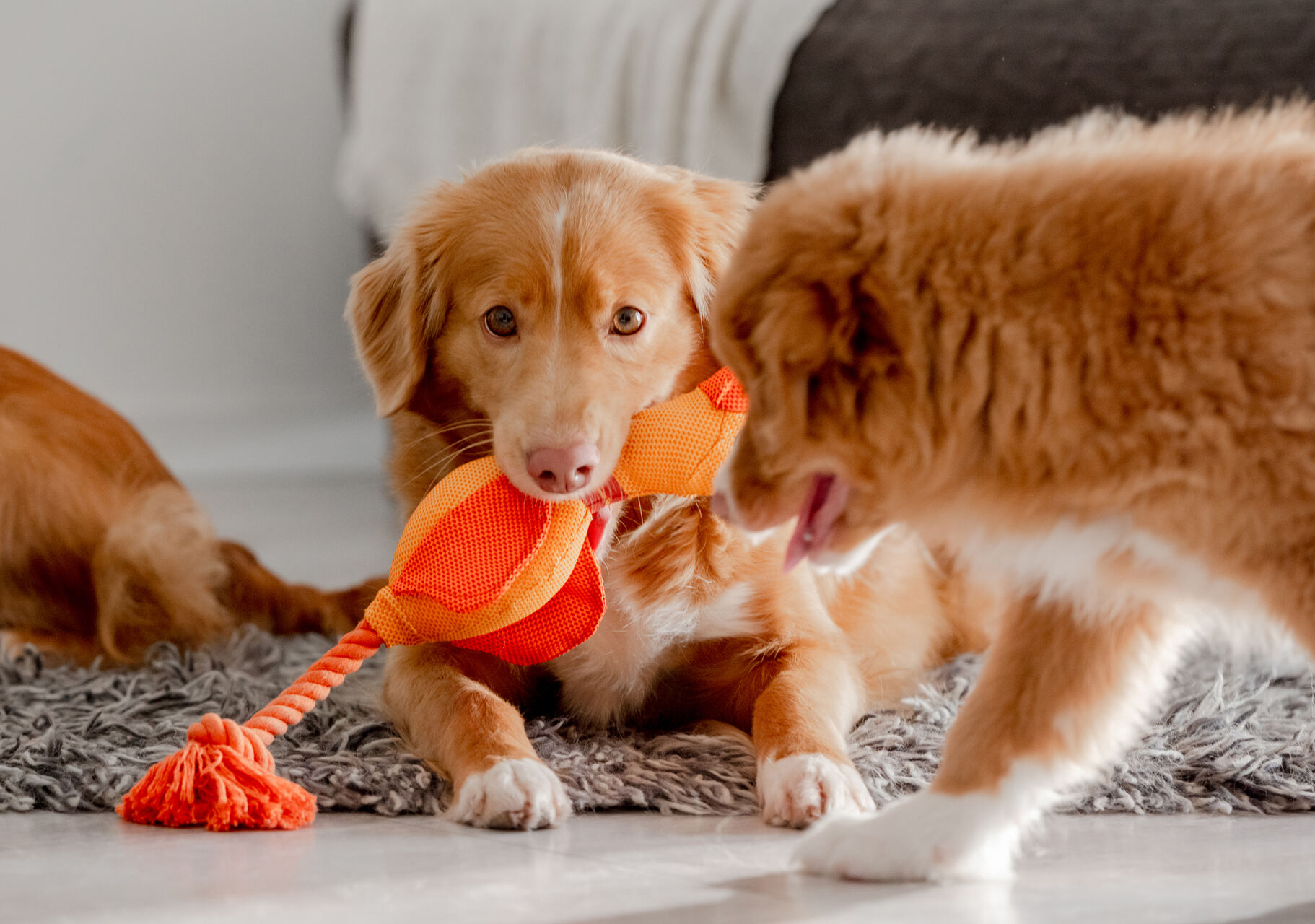 Two newly adopted dogs playing at home